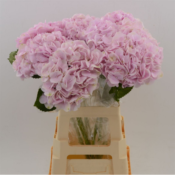 Hydrangea M Amazing Force 40cm A1 Col-Pink