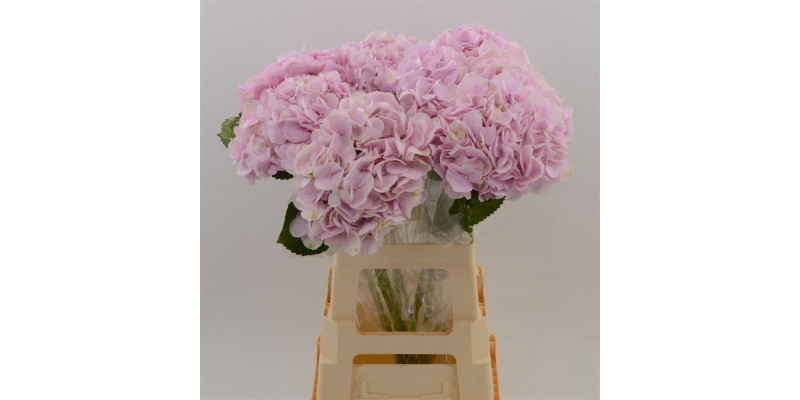 Hydrangea M Amazing Force 40cm A1 Col-Pink