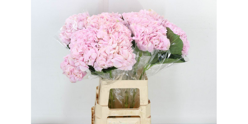 Hydrangea M Amazing Force 70cm A1 Col-Pink