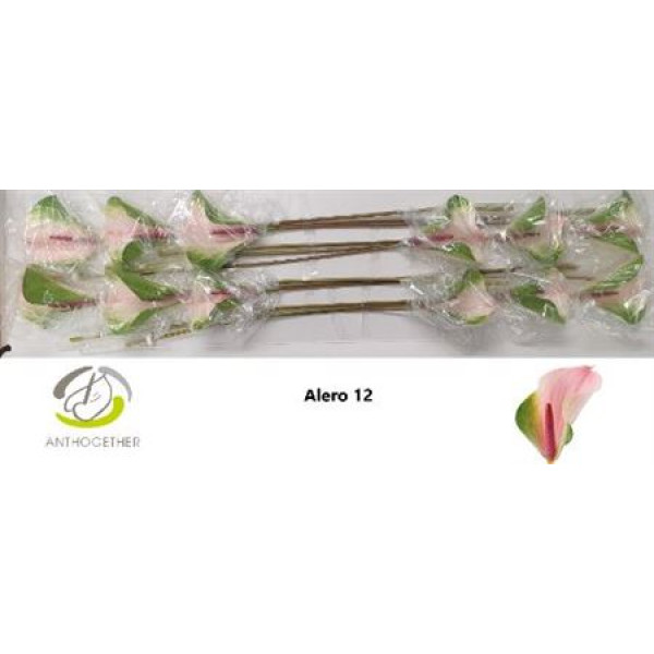 Anthurium A Alero 12  cm A1