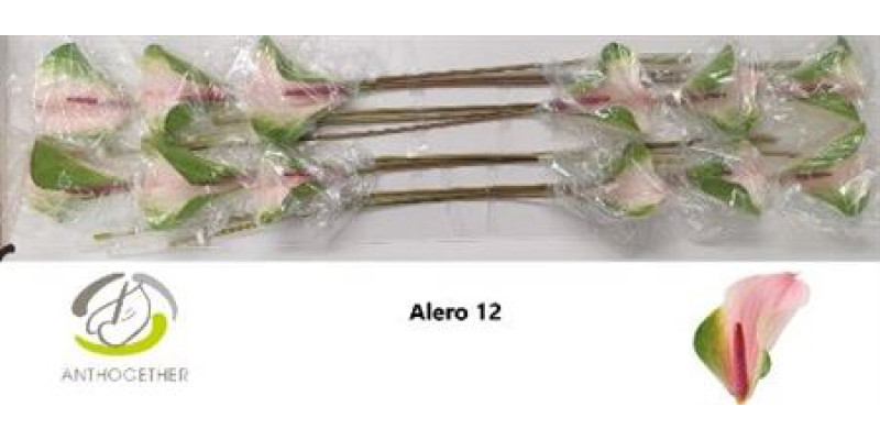 Anthurium A Alero 12  cm A1