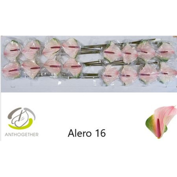 Anthurium A Alero 16  cm A1
