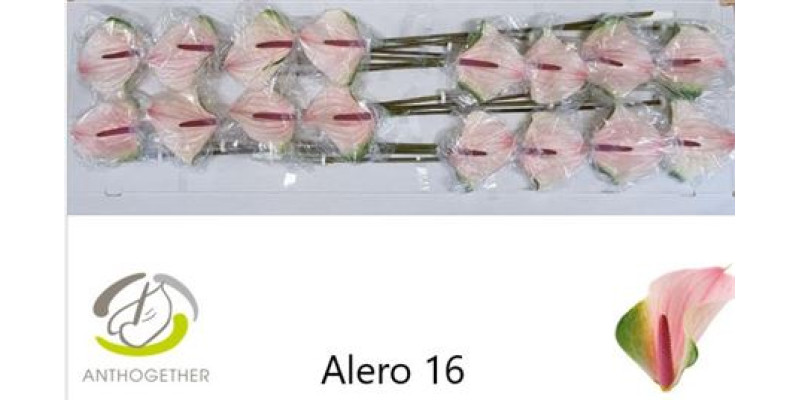 Anthurium A Alero 16  cm A1