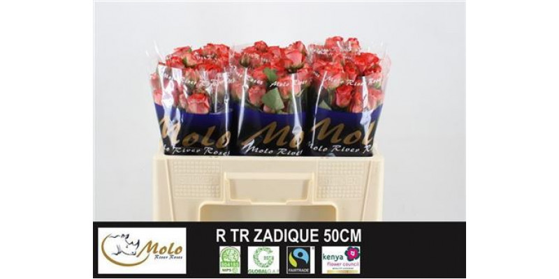 Rose Tr Zadique 50cm A1