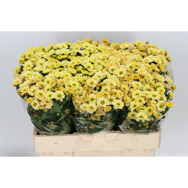 Chrysanthemums San Rossi Cream 55cm A1 Col-Cream