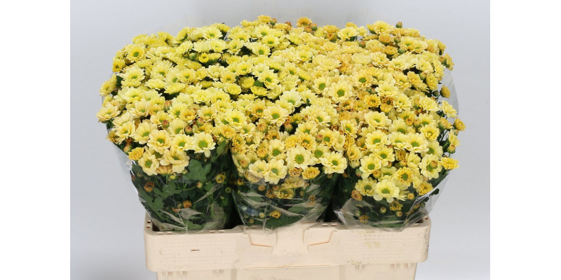 Chrysanthemums San Rossi Cream 55cm A1 Col-Cream