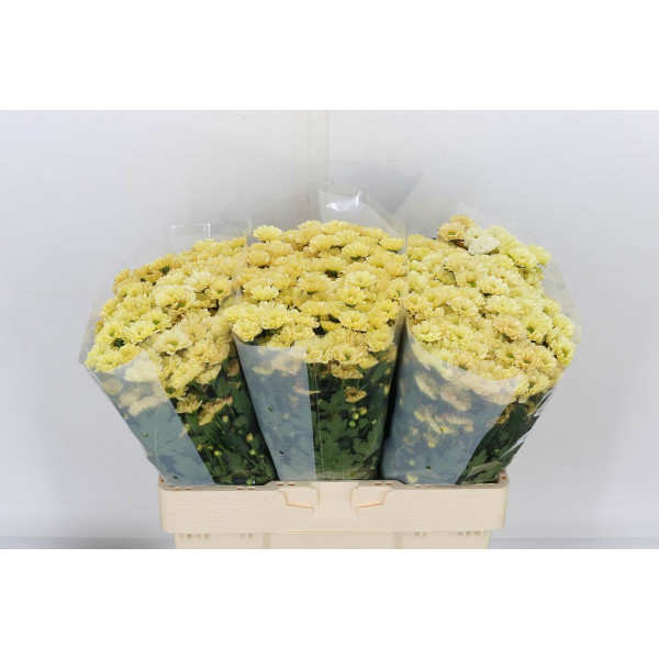 Chrysanthemums S Rossi Cream 55cm A1 Col-Cream