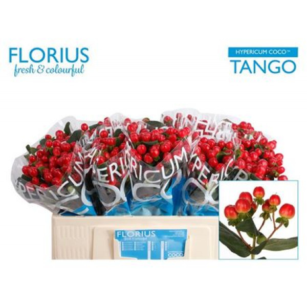 Hyp Coco Tango 50cm A1 Col-Red