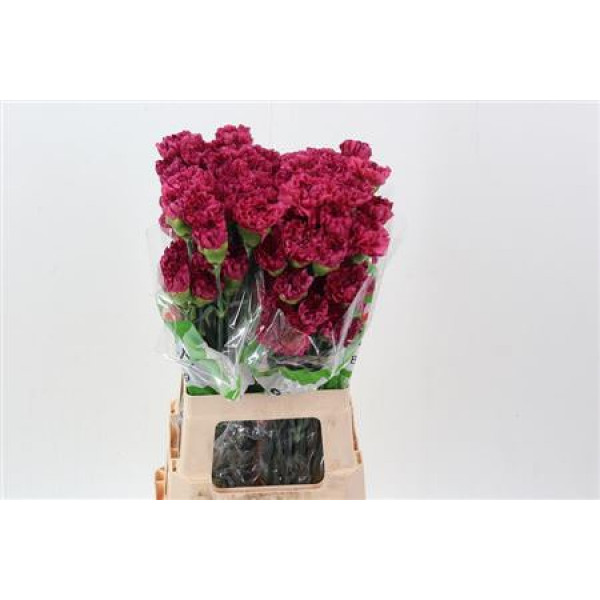 Dianthus St Bernard 70cm A1