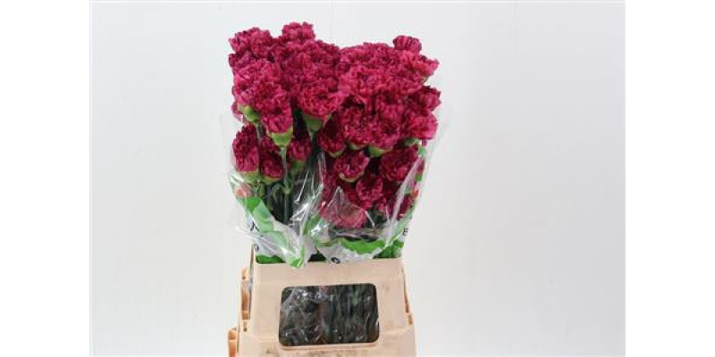 Dianthus St Bernard 70cm A1