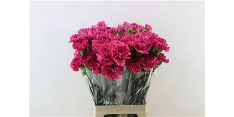 Dianthus St Bernard 65cm A1