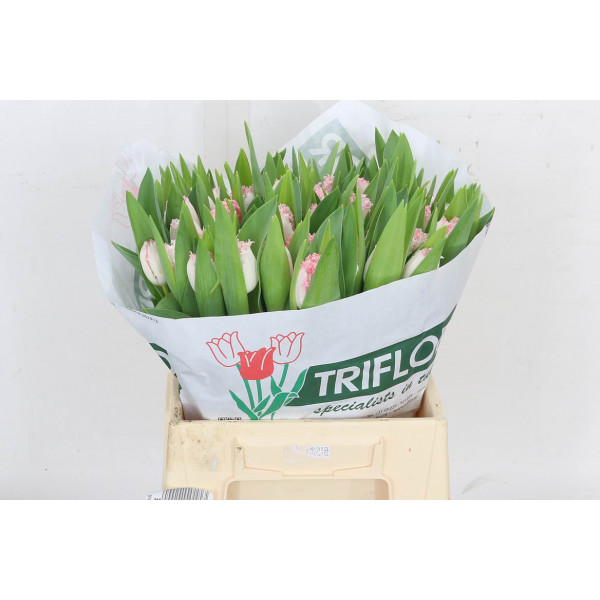 Tulips Freesias Neglige 35cm A1 Col-Bicolor