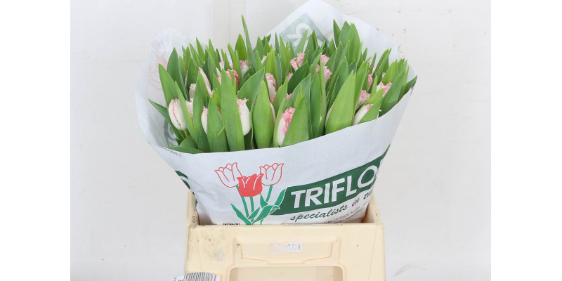 Tulips Freesias Neglige 35cm A1 Col-Bicolor