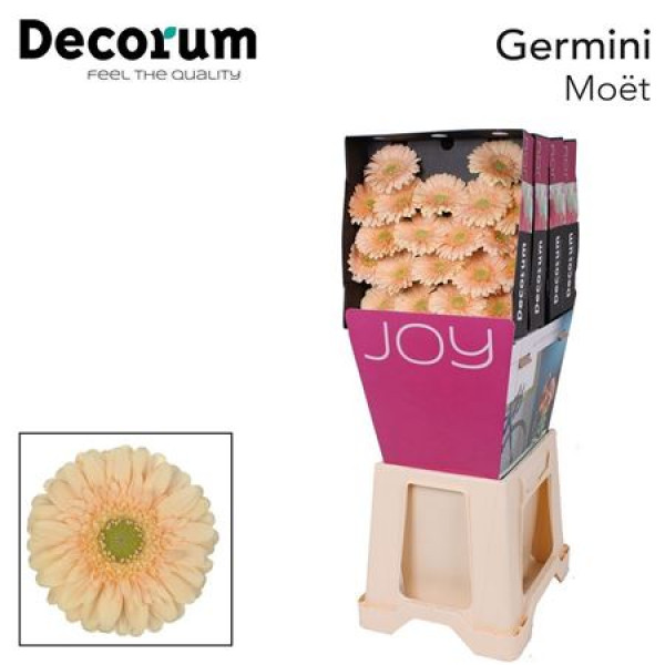 Germini Moet Diamond 47cm A1