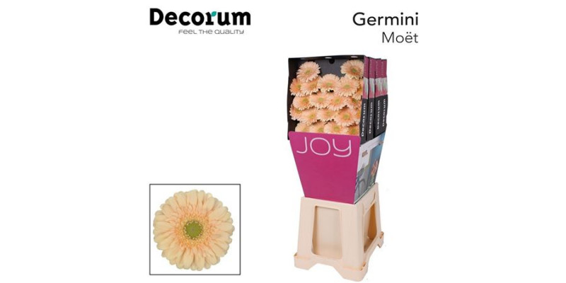 Germini Moet Diamond 47cm A1