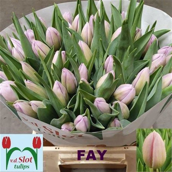 Tulips En Fay 40cm A1 Col-Pink