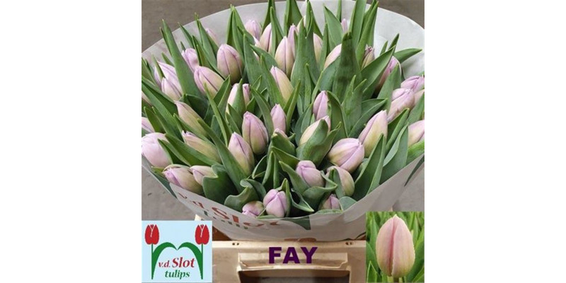 Tulips En Fay 40cm A1 Col-Pink