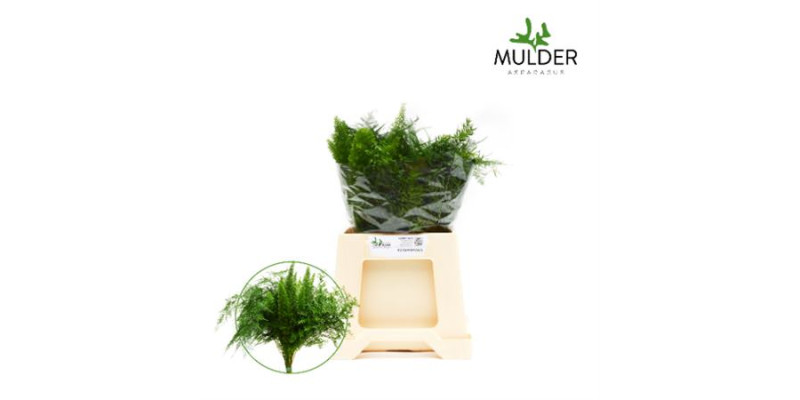 Dec Asperagus  Mix 40cm 40 cm A1