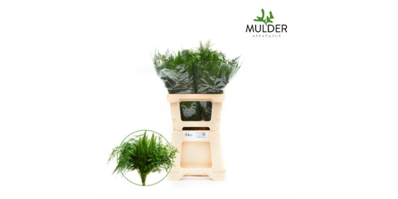 Dec Asperagus  Mix 50cm 50 cm A1