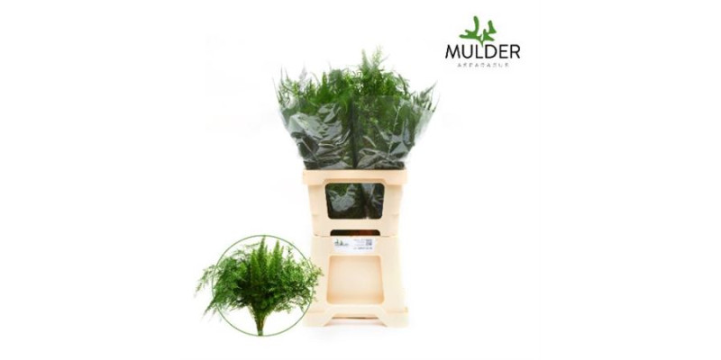 Asparagus Dens Gemengd 60 cm A1