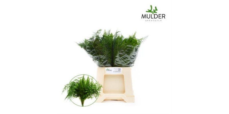 Asparagus Dens Gemengd 40 cm A1