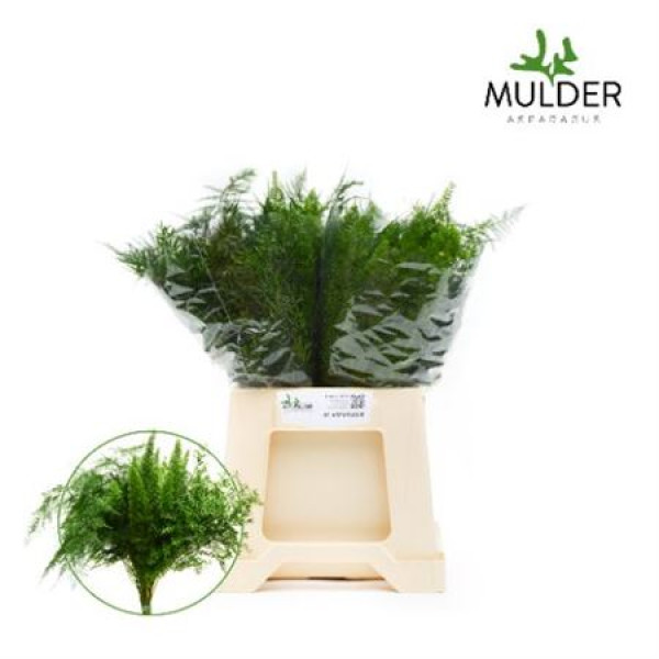 Dec Asperagus  Mix 40cm 40 cm A1