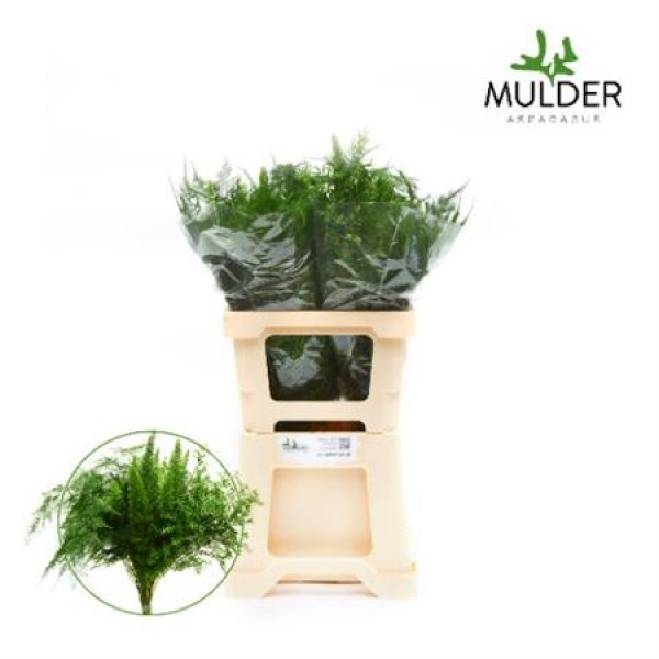 Dec Asperagus  Mix 50cm 50 cm A1