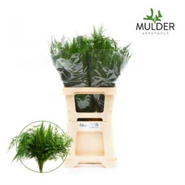 Dec Asperagus  Mix 70cm 70 cm A1