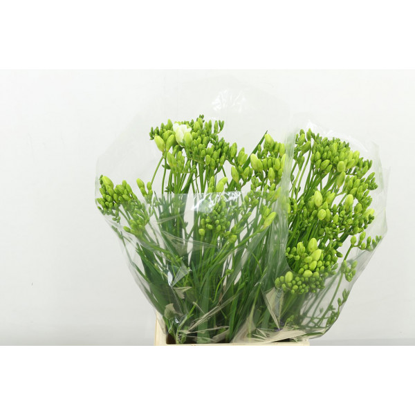 Freesias En Ilse 50 A1White