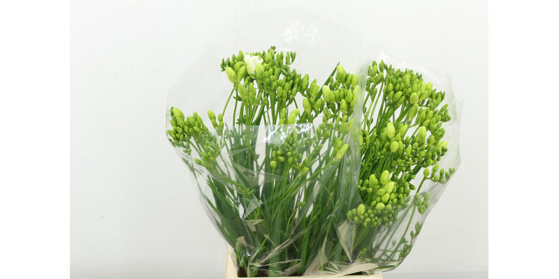 Freesias En Ilse 50 A1White