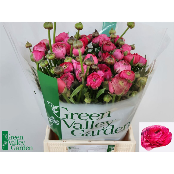 Ranunculus Aazur Deep Rose 45 cm A1