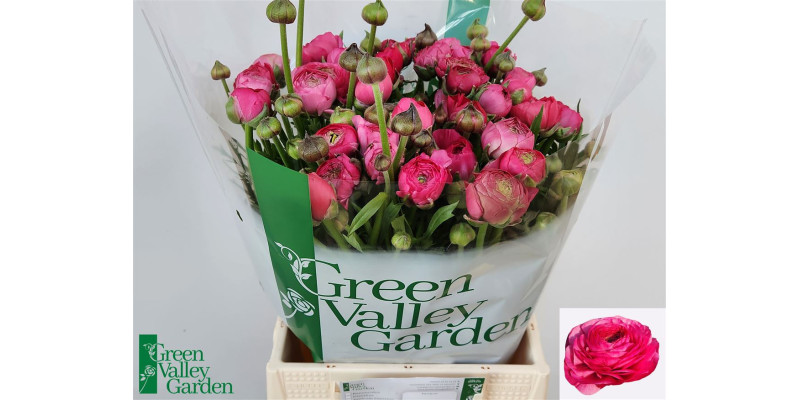 Ranunculus Aazur Deep Rose 45 cm A1