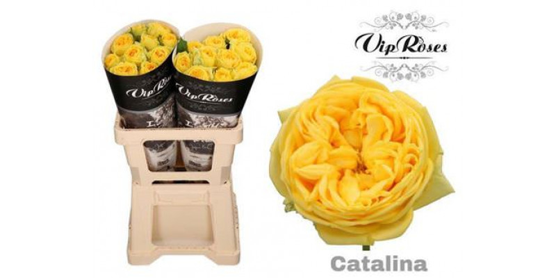 Rose Gr Vip Catalina 50cm A1