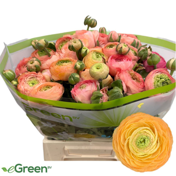 Ranunculus aazur salmon 45 cm A1