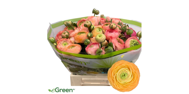 Ranunculus aazur salmon 45 cm A1