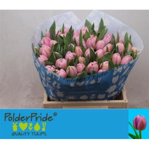 Tulips Du Katinka 35cm A1 Col-Pink