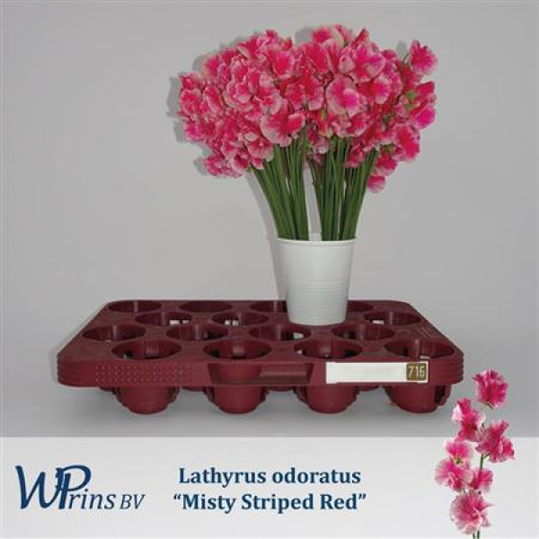 Lathyrus Mist Str Red 40cm A1