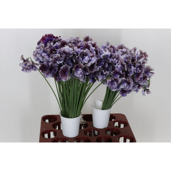 Lathyrus Mist Str Purp 40cm A1 Col-Purple