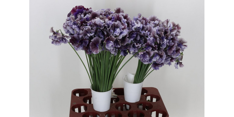 Lathyrus Mist Str Purp 40cm A1 Col-Purple