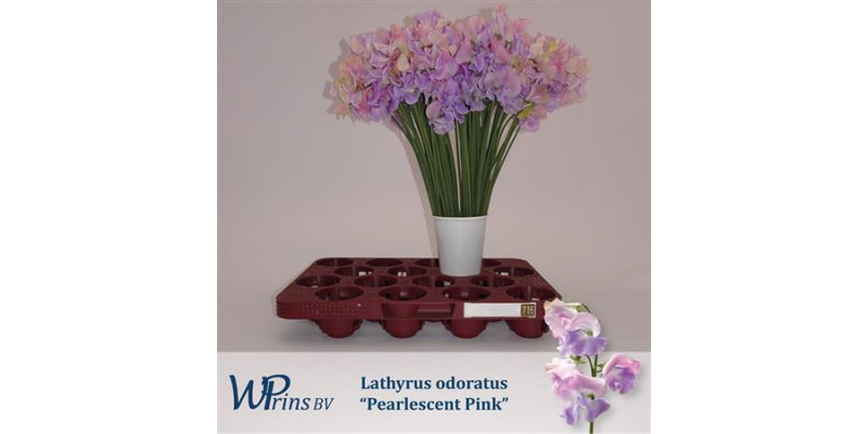 Lathyrus Pearlesc Pink 40cm A1