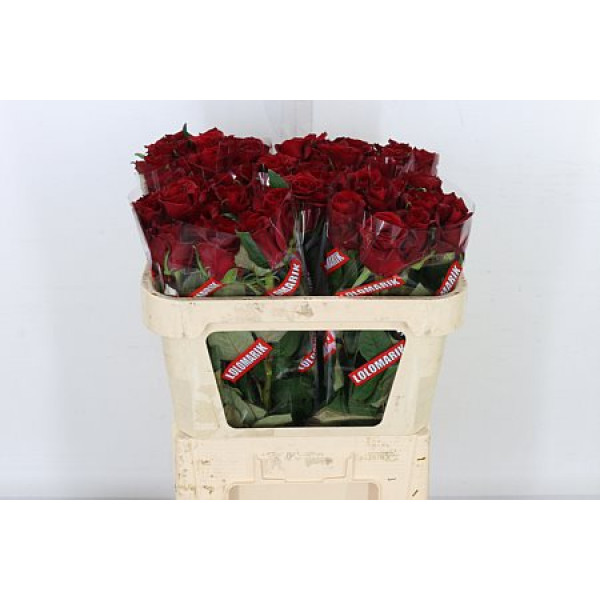 Rose Gr Ever Red 70cm A1 Col-Red