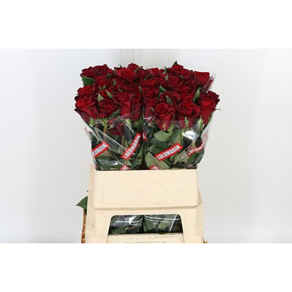 Rose Gr Ever Red 80cm A1