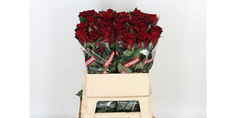 Rose Gr Ever Red 80cm A1