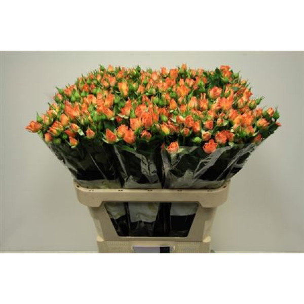 Rose Tr 4-good Peach 80cm A1