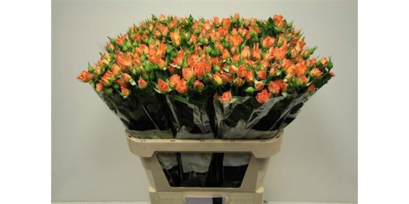 Rose Tr 4-good Peach 80cm A1