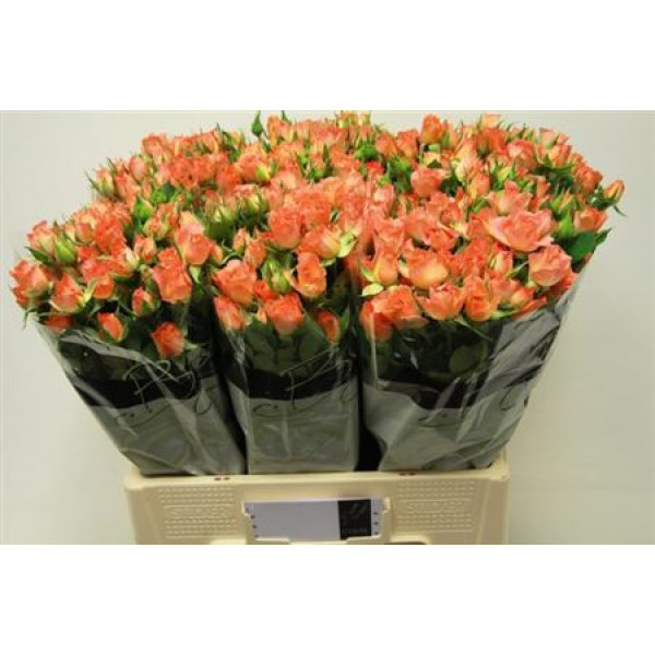 Rose Tr 4-good Peach 60cm A1