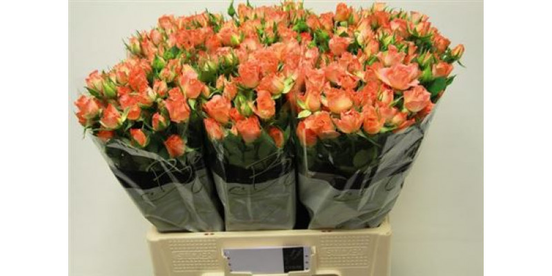 Rose Tr 4-good Peach 60cm A1