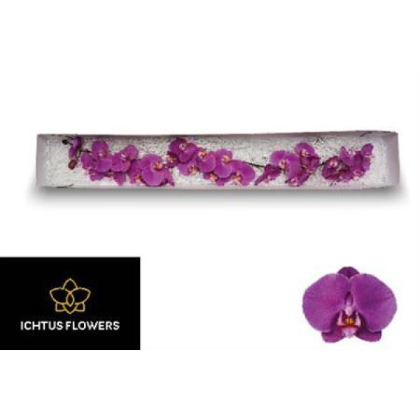 Orchid Phal Buffalo Bloem 45 Bloemen 4 Tak  A1