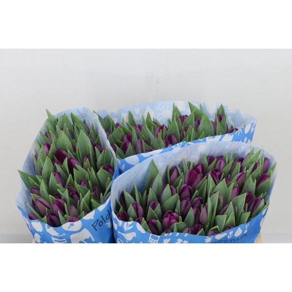 Tulips En Bullit 37cm A1 Col-Purple