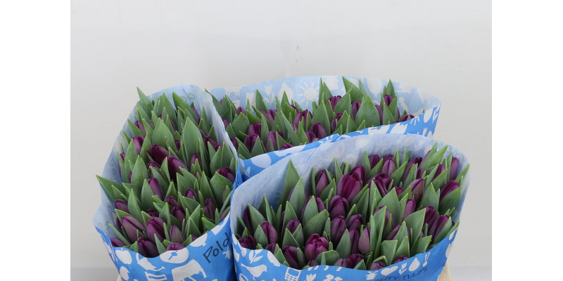 Tulips En Bullit 37cm A1 Col-Purple